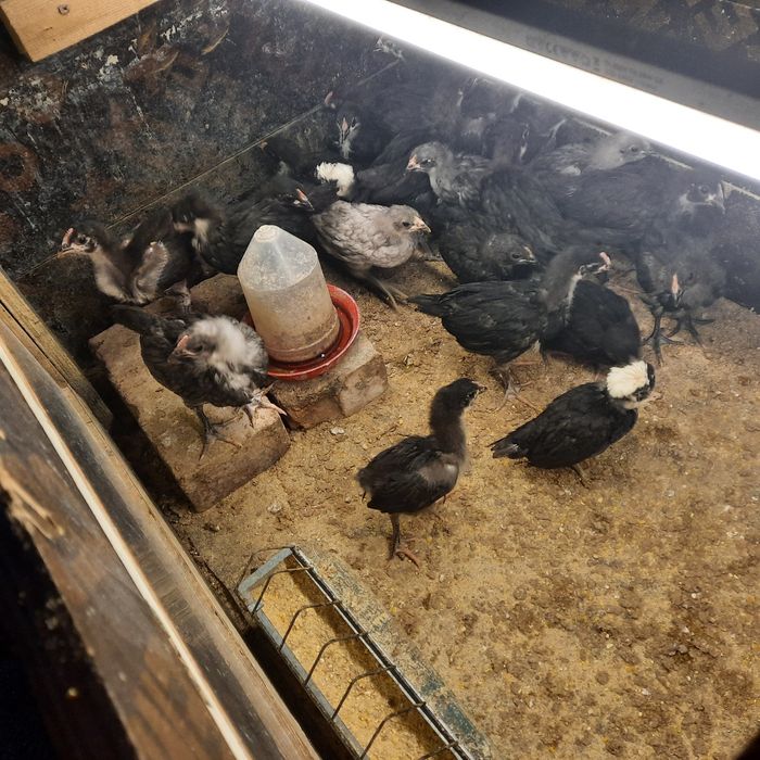 Pui australorp vaccinați.
