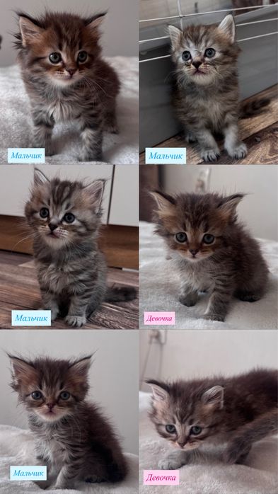 Британские котятки