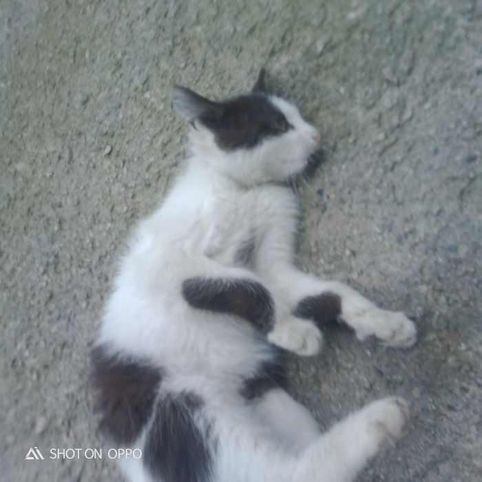 Котенок девушка добрые ручки