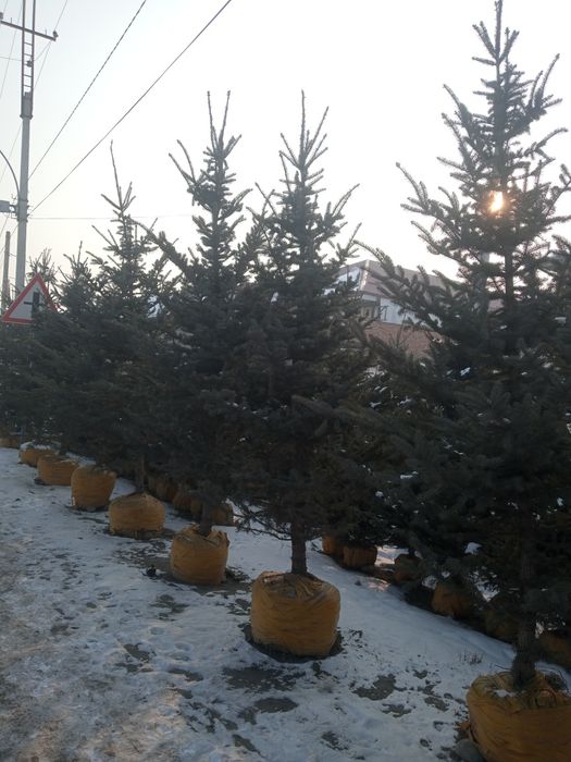 Qirim sasna va Galuboy yel archalari.