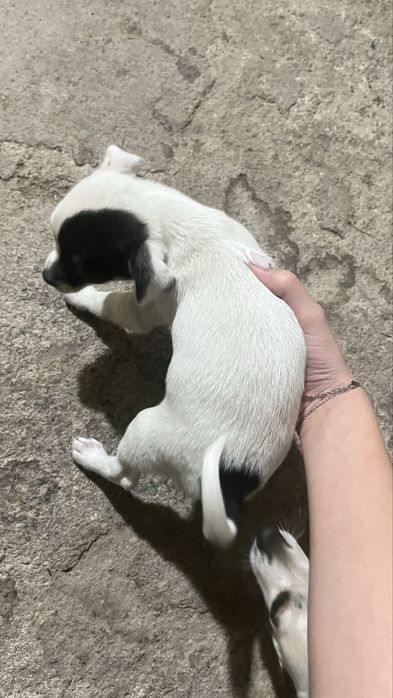 пинчер/чихуахуа