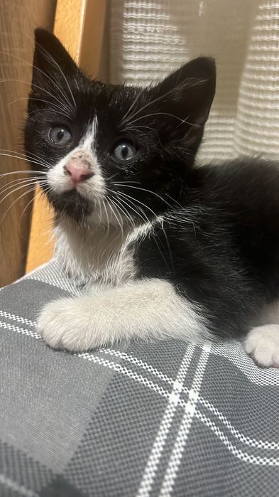 Котенцето Данго търси дом