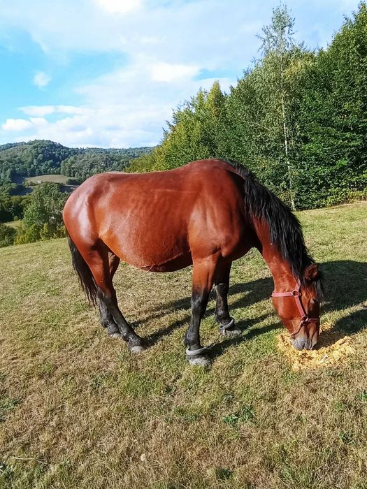 Cai rasa semigreu