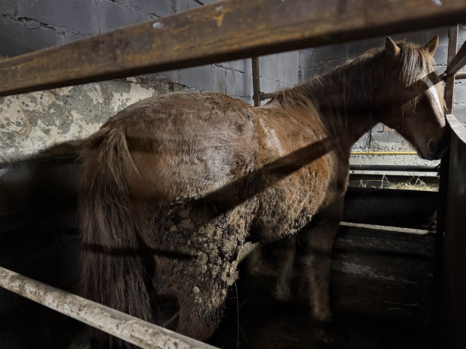 Кобыла с откорма.