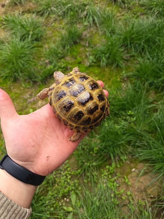 Toshbaqalar hamma razmeri bor Черепашки разные размер