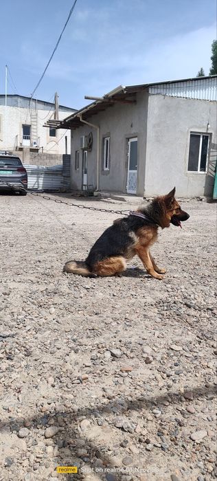 Продаётся немецкая овчарка сука