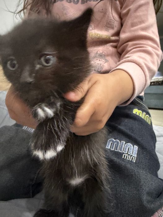 Отдам котенка в добрые руки