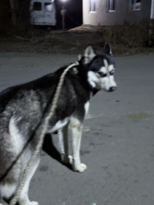 Продам щенка хаски