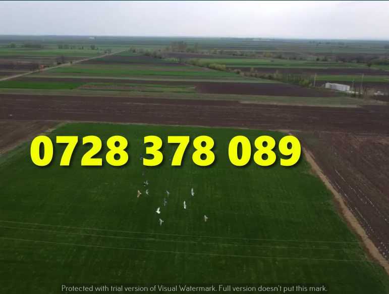 Gazon / Insamantare / Rulouri de Gazon