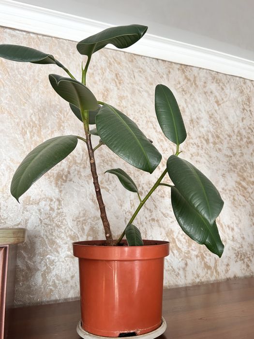 Фикус комнатные цветы