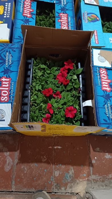 Продам   петуния