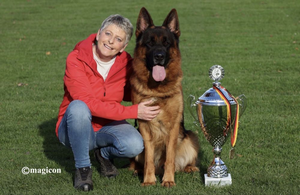 Femeluta Ciobanesc German de top cu arbitraj