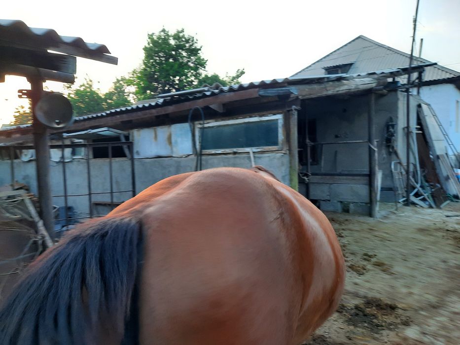 Жемделген семіз бие сатылады