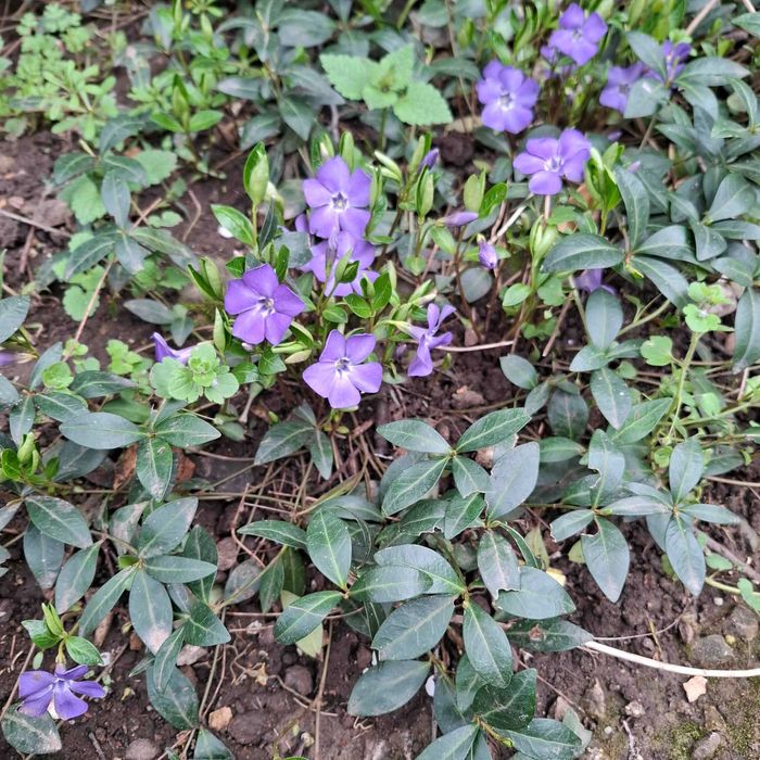 Растение Винка Минор