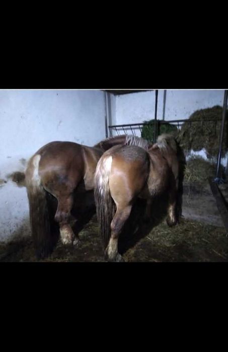 Caii buni de vânzare