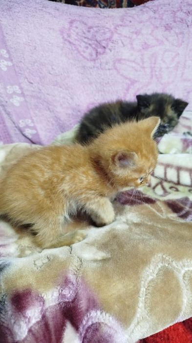 Котята мальчик  и девочка