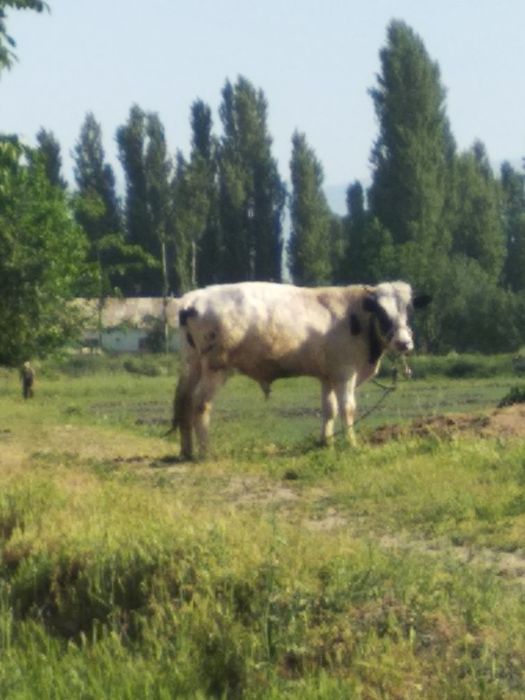 Ер сотилади участка боги бор Ян атроф тйнч жой городка якин