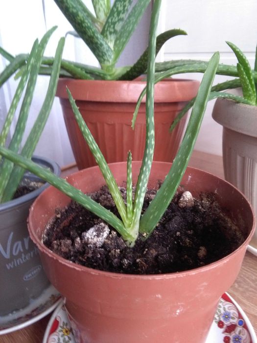 Алоэ - полезное растение