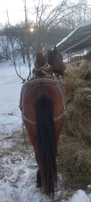 Vând mânză cu vârsta 2,5 ani