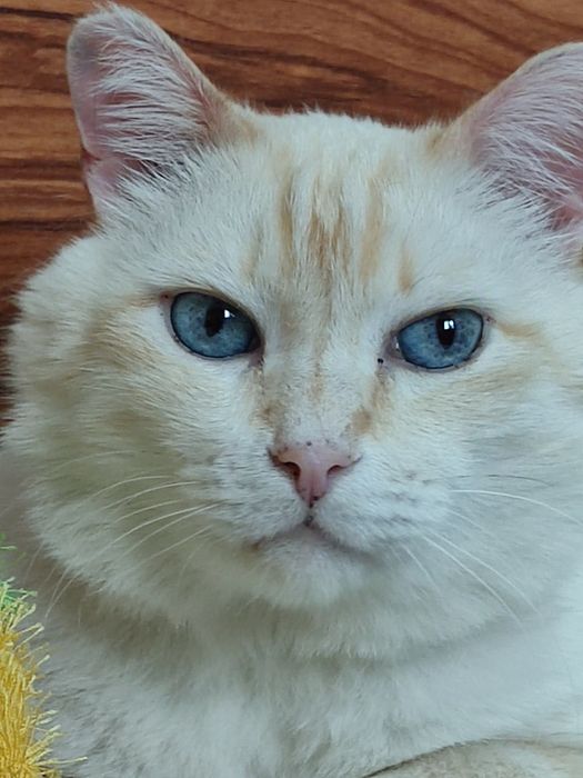 Шикарный котик ищет дом