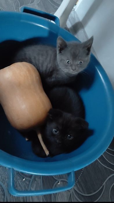 Вислоухий шотландский котик
