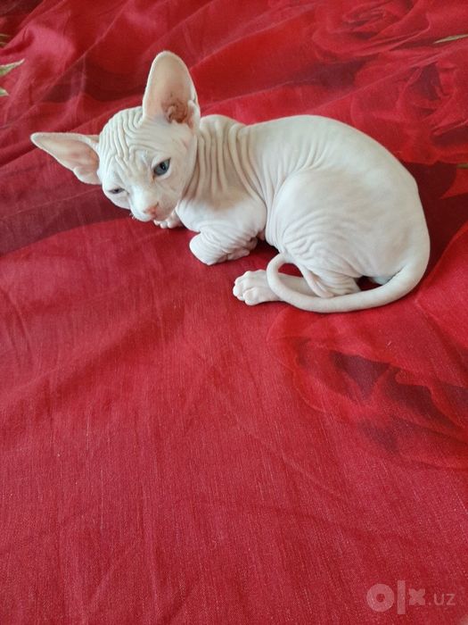 Котёнок канадский сфинкс