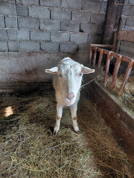 Таза занен ешкиси.лагы сатылды