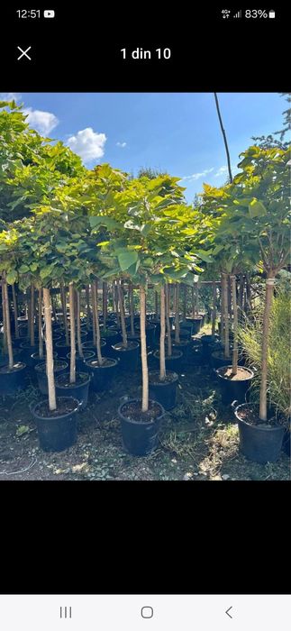 Vând plante ornamentale tuia spiral măslin palmieri mestecân tuia spir