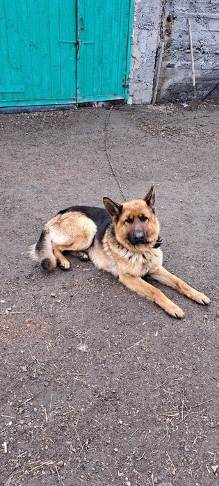 Щенки немецкой овчарки