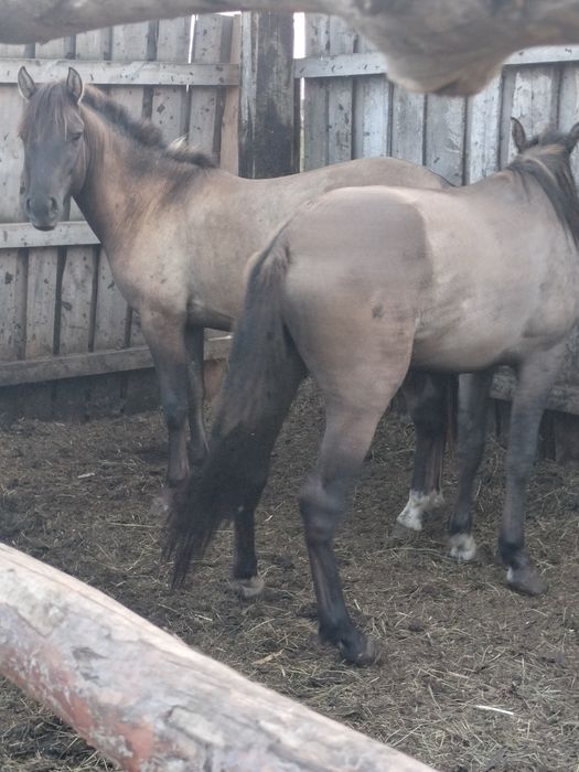 Продам айгыр и два тай