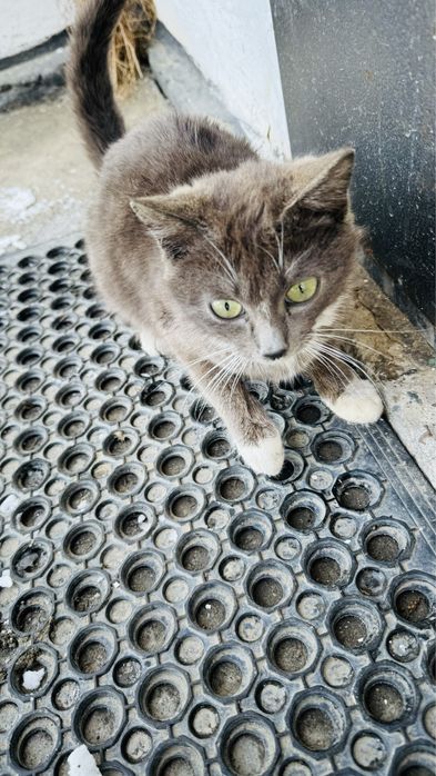 Отдам бесплатно