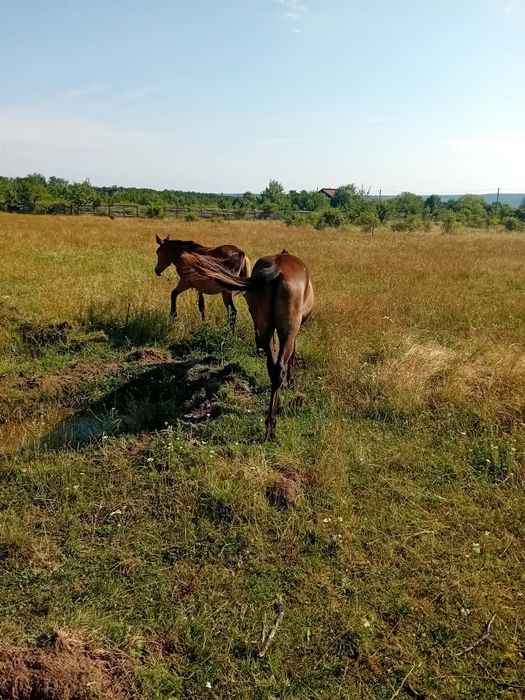 De vânzaree mânjii