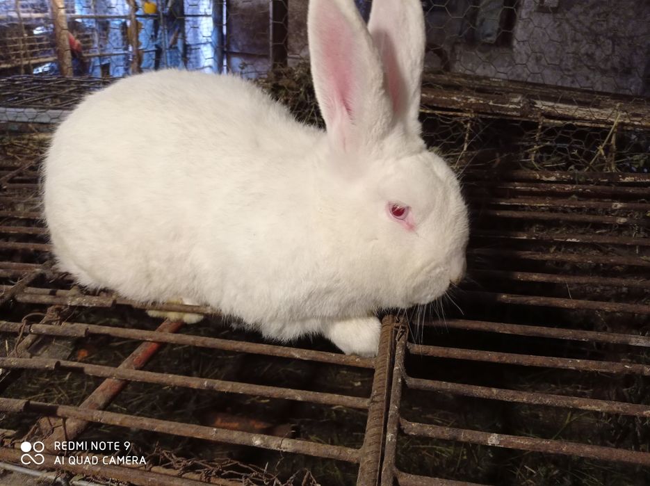Iepuri de vinzare Brasov masculi maturi femele fluture german