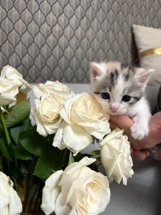 котенок  девочка