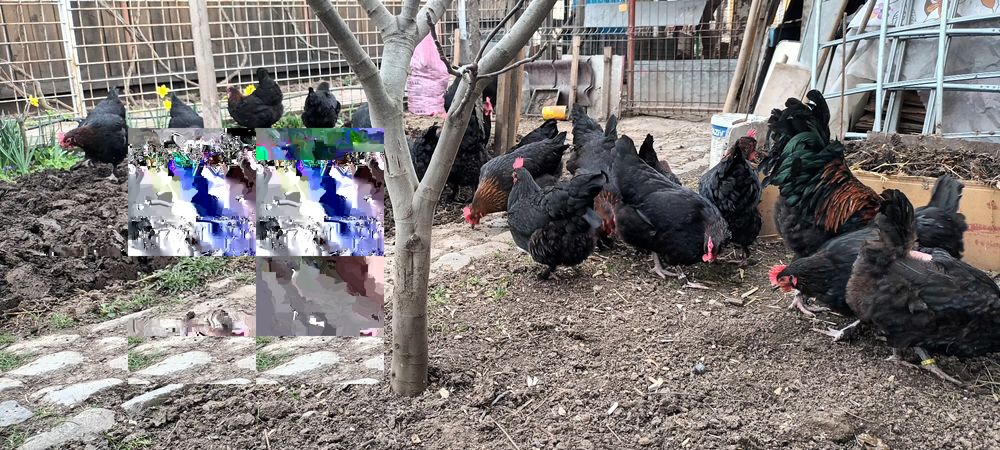 Vand oua pentru incubat de Marans