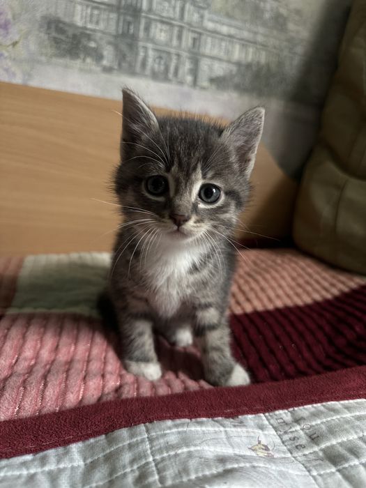 Дарю Котят бесплатно