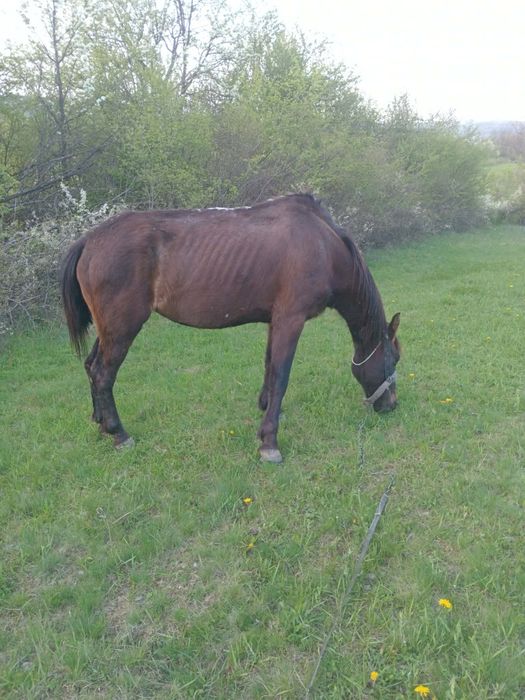 Iapă de 8 ani de vânzare