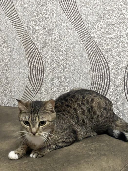 Отдадим кошку в добрые руки