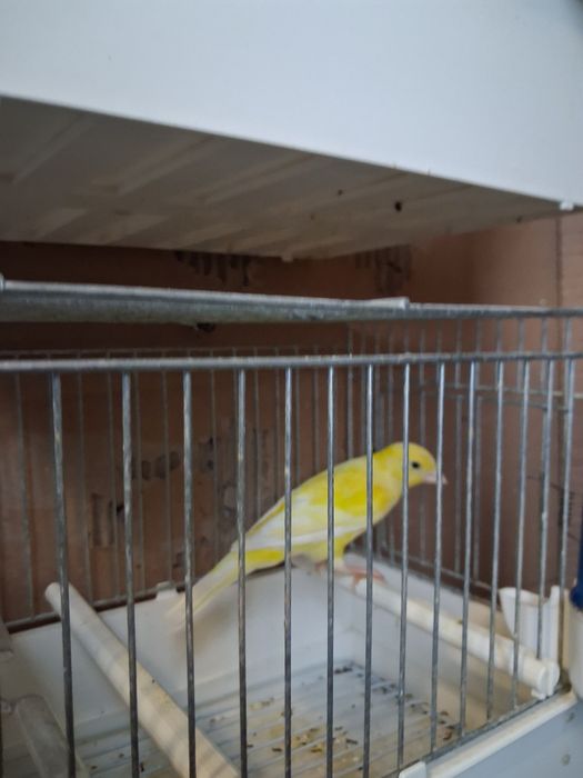 Vinzare canari canarite pui de canari