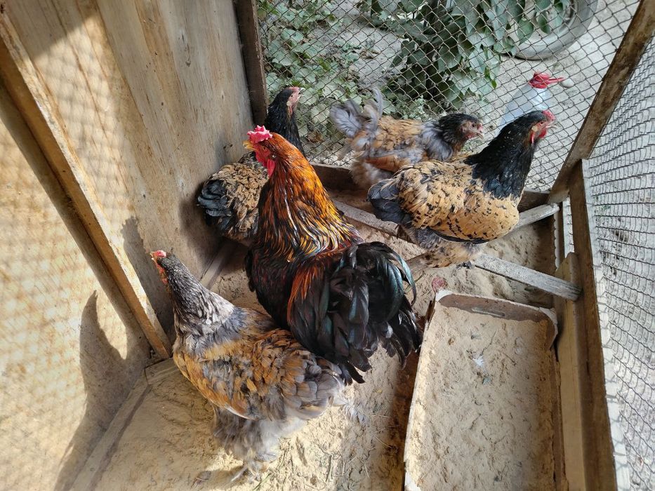 BRAMA Xoroz Zolota Tovuqlar Palviy Pux Paliviy Galiboy Pux Tuxumlari