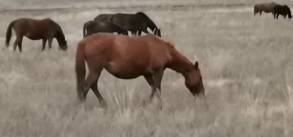 Саумал.Қымыз.Бағасы 1000тг.