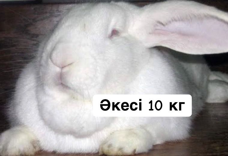 Фландр ………… Қоян 5 көжегімен