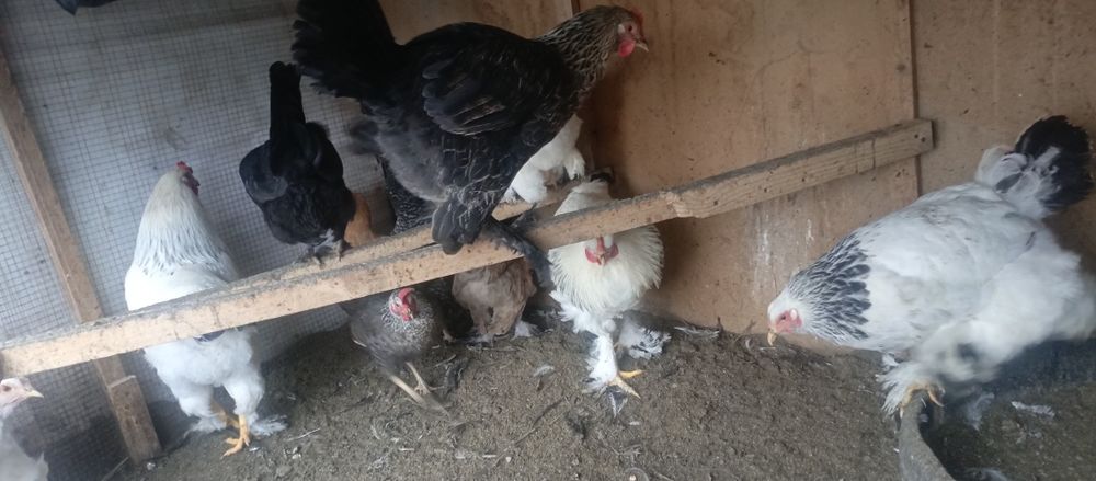 28 та брама товук хуроз аралаш бор кимга керак булса тел килсин