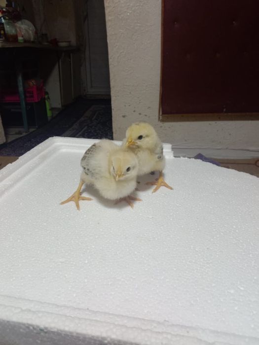 Адлер балапан суточные вывод 28.04.26.да шығады бағасы 600.тенге