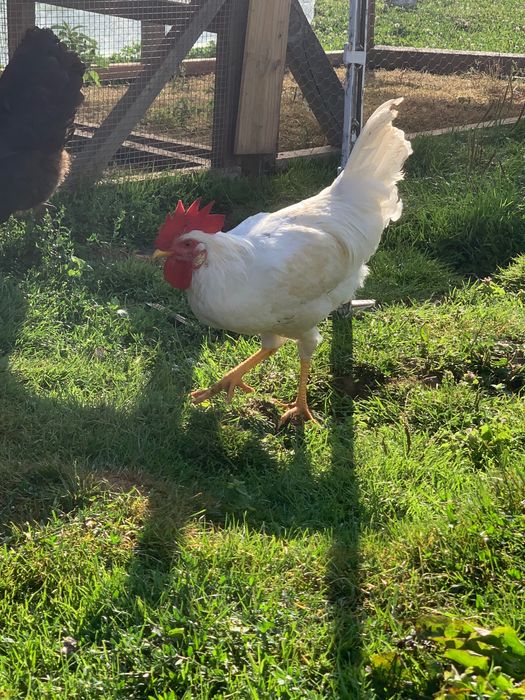 Cocosi Leghorn Tineri