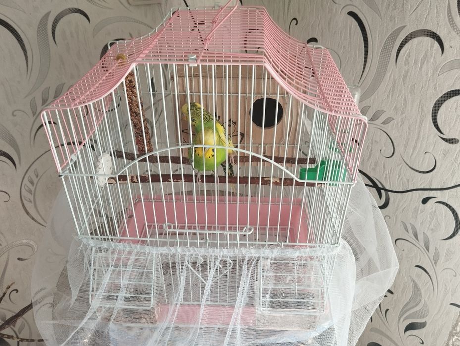 Попугаи волнистые (мальчик и девочка)