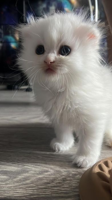 Котята вислоухые по два месяца