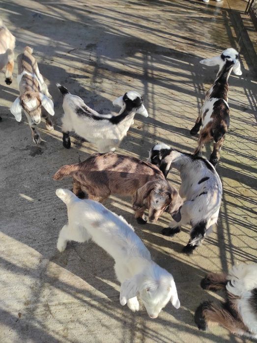 Vind iezi de anglo nubian