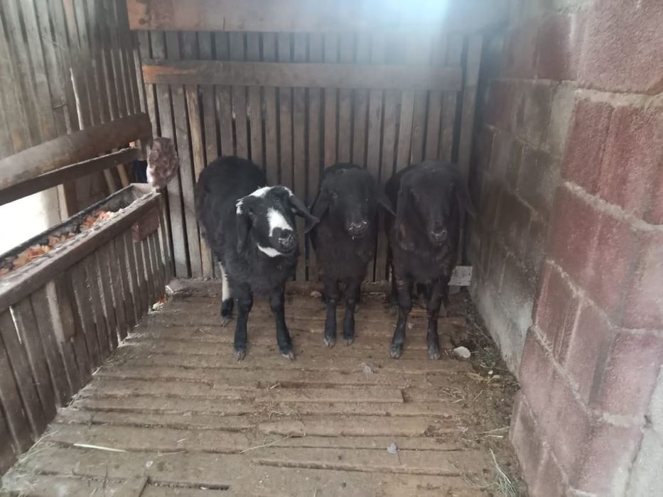 Қой/Баран сатылады