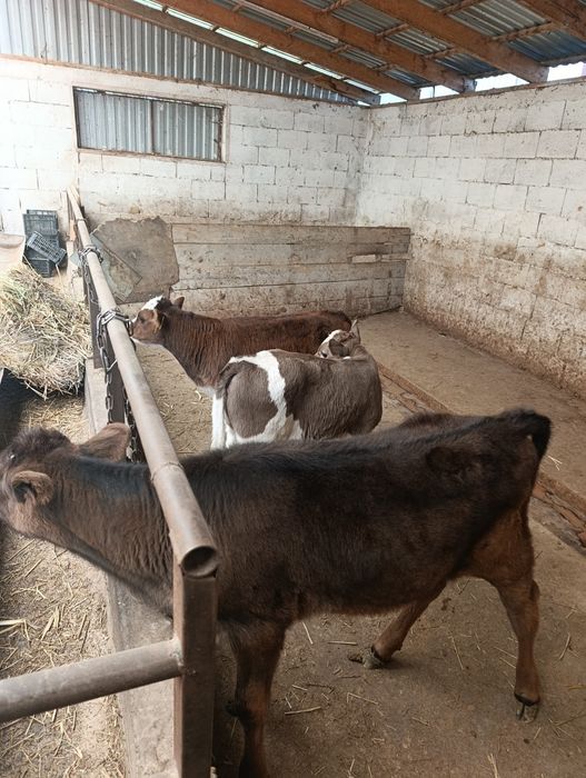 Продаются бычок и тёлочки